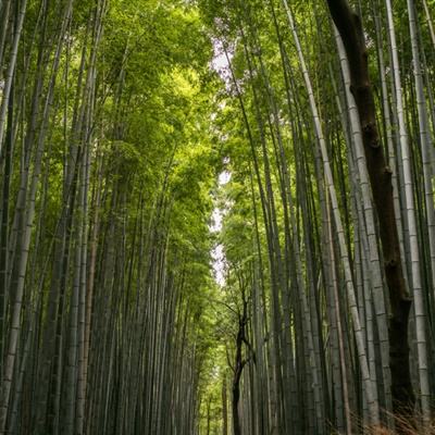 将文化资源转化为发展势能 民宿集群激活大湾村